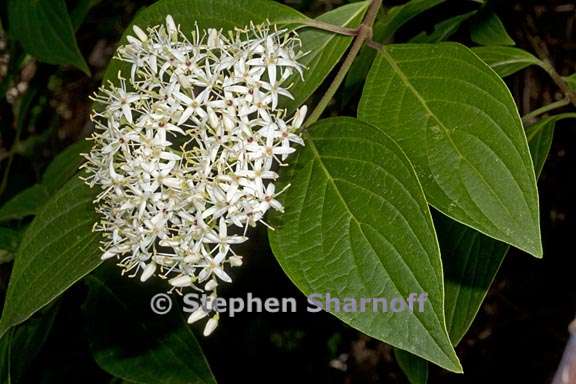 cornus paucinervis 2 graphic